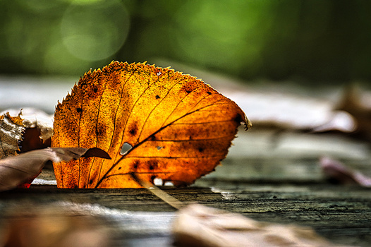 Backlit dried seed pod with translucent orange-amber membranes resting on weathered wood.