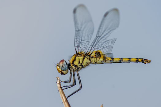 Yellow dragonfly perched on a thin stem against a soft blue sky background.