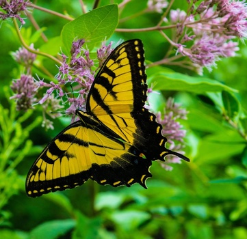 Tiger Swallowtail butterfly with yellow and black wings perched on pink flower clusters.
