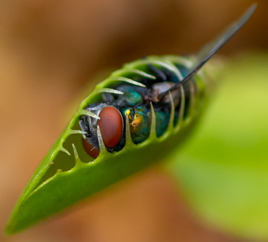 Macro photograph of a robber fly perched on a bright green leaf with blurred warm-toned background.