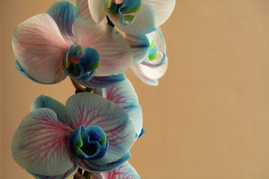 Cluster of orchid blossoms with white petals, pink veining, and vibrant teal-blue centers against a neutral tan background.