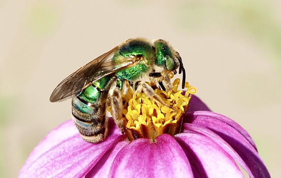 Metallic green bee with striped abdomen collecting pollen from bright yellow center of magenta flower petals.