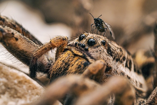 Tarantula with raised leg confronting a small black insect on rocky ground.