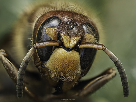 Extreme close-up of an insect's head showing large compound eyes, bristling hairs, and detailed mandibles against a soft green background.