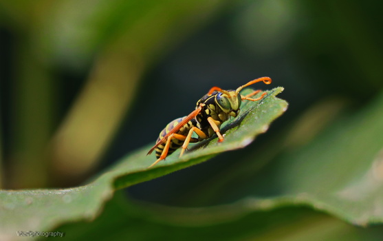 Wasp with orange and black striped abdomen perched on a green leaf against blurred foliage.