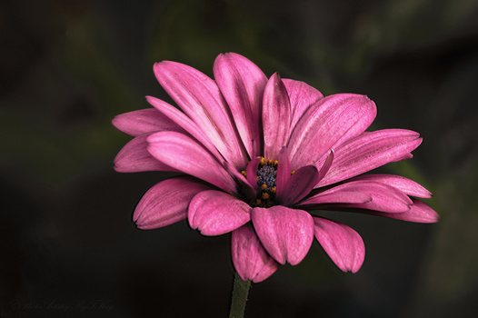 Pink Gerbera daisy with layered petals and dark center against blurred background.