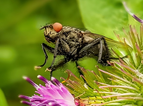 Robber fly with copper-colored head perched on pink flower surrounded by green foliage.