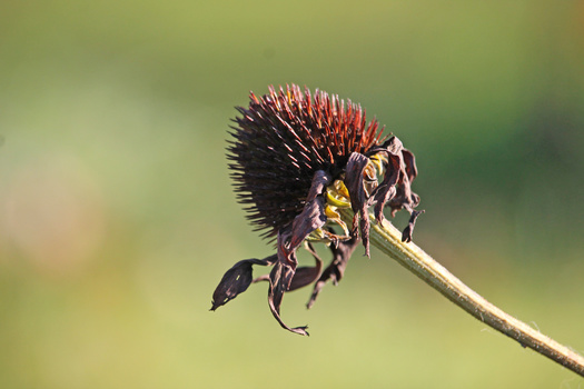 Ant climbing on a thistle flower bud with spiky red and black bristles against a soft green background.