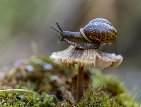 A snail with a brown and white striped shell perched atop a small mushroom surrounded by moss.