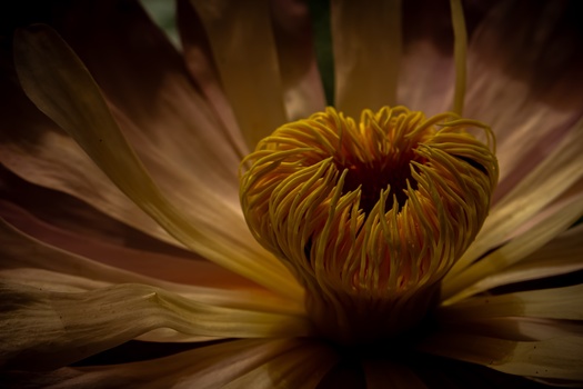 Close-up of a flower's golden center with radiating petals blurred in motion, creating a zoom effect.