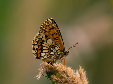 Orange and black patterned butterfly perched on a dried seed pod against a soft, blurred green background.