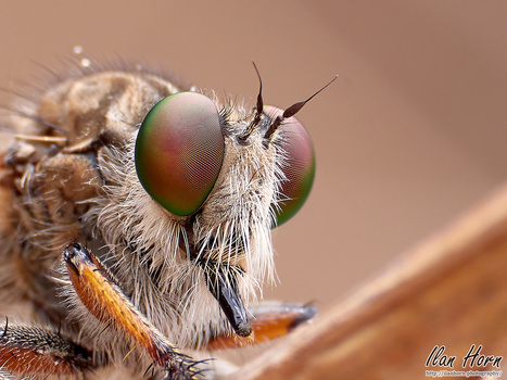 Robber fly with large compound eyes and bristly body perched on a wooden surface.