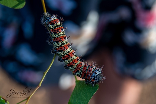Spiky caterpillar with red and black coloring clinging to a thin green stem.
