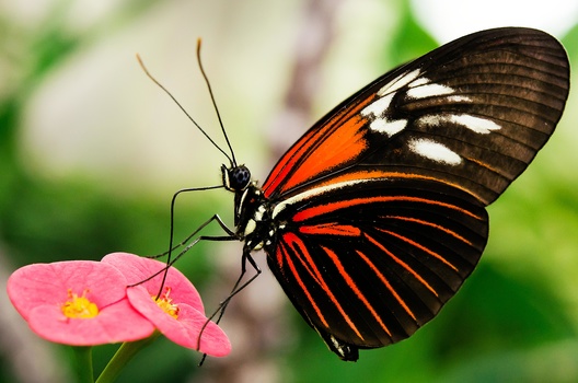 Black and red butterfly with white markings perched on a pink flower.