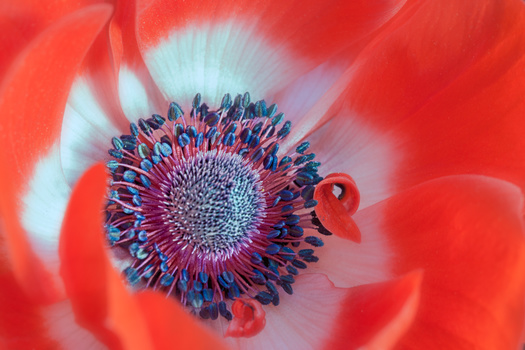 Close-up macro photograph of a red poppy flower's center showing dark stamens and a ladybug on the petal.