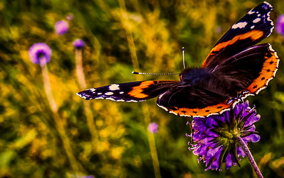 Red admiral butterfly with orange and white-spotted wings perched on purple flower amid yellow wildflowers.