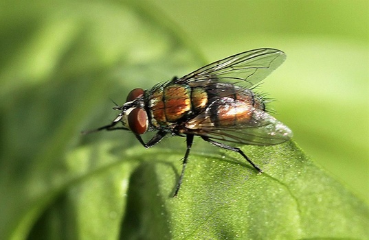 A fly with a dark body, reddish-orange striped abdomen, and transparent wings rests on a bright green leaf.