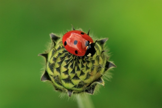 Ladybug perched on a spiky green thistle bud against a soft green background.