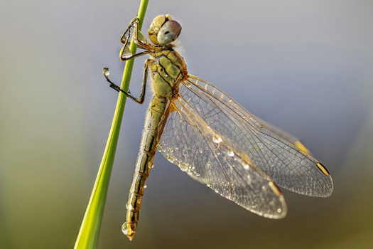 Yellow dragonfly perched on a green stem with wings spread, photographed against a soft blurred background.
