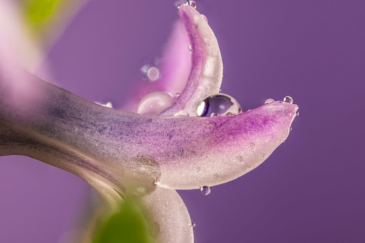 Macro photograph of a purple flower with water droplets clinging to delicate petals against a soft purple background.