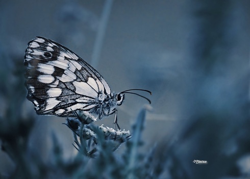 Marbled white butterfly perched on frost-covered plant in cool-toned macro photograph.
