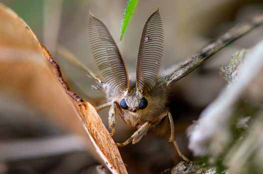 Close-up macro photograph of an insect with two prominent feathered antennae and blue eyes perched on a twig.