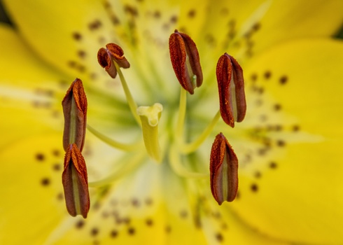 Close-up of yellow lily flower with dark red stamens and pollen-covered anthers.
