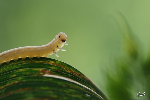 Pale caterpillar perched on a curved green leaf against a soft green background.
