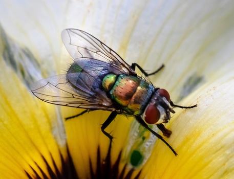 Metallic fly with iridescent blue and green body perched on yellow flower petals.