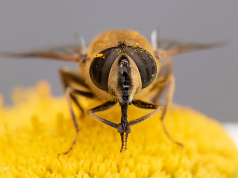 Bee with pollen-covered head facing camera on yellow flower stamens.