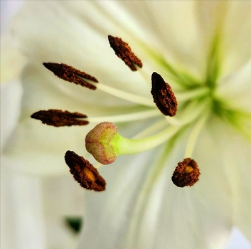 Close-up macro photograph of white lily flower stamens with dark brown anthers and yellowish-green pistil against soft blurred background.