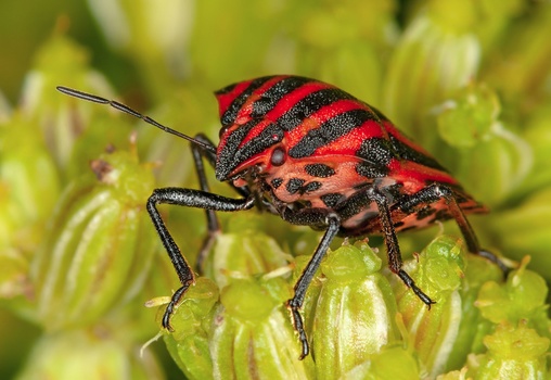 Red and black striped shield bug perched on green plant buds with fine detail visible.