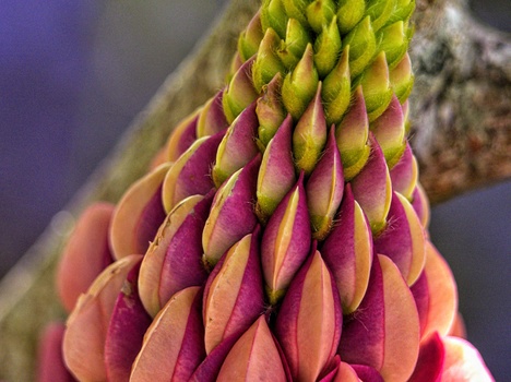 Macro photograph of a flower bud with layered petals in graduated shades of lime green, coral, magenta, and pink.