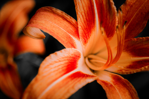 Close-up of orange and red lily petals with detailed striations against a dark background.