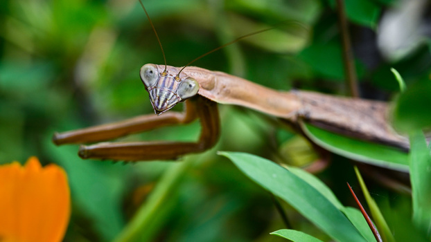 Tan-colored praying mantis perched on a thin brown branch with green foliage and orange flower visible in soft focus background.