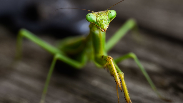 Bright green praying mantis with bulbous compound eyes facing the camera on a wooden surface.