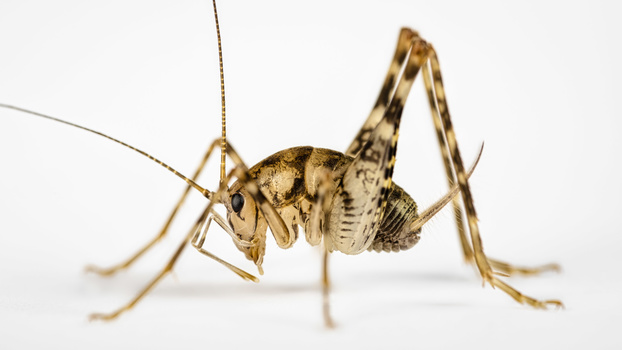 Macro photograph of a tan and brown cricket or grasshopper against a white background.