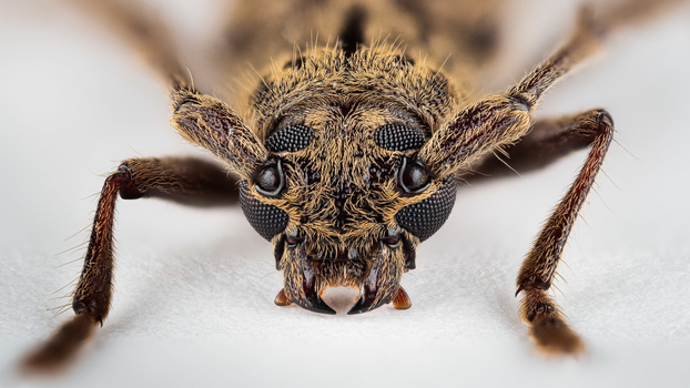 Macro photograph of an insect's head showing detailed compound eyes and facial structures against a white background.