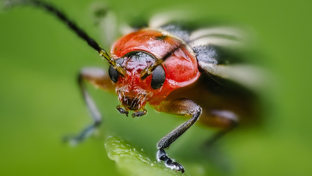 Vibrant red robber fly perched on a dark branch with blurred green foliage background.