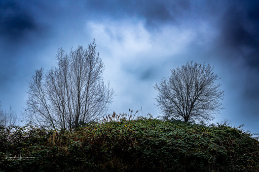 Two bare trees emerging from a dense green hedge beneath a dramatic cloudy sky.