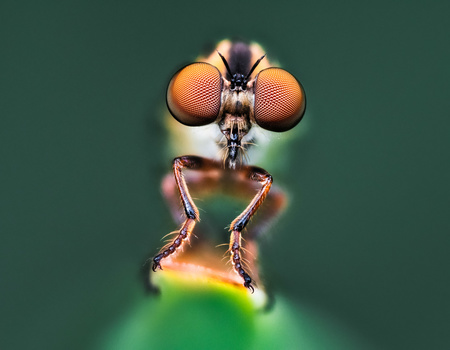 Robber fly perched on a bright green stem, photographed head-on against a soft green background.