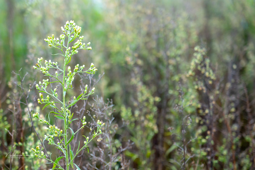 Close-up of delicate green flowering plant stems with shallow depth of field, blurred vegetation in background.