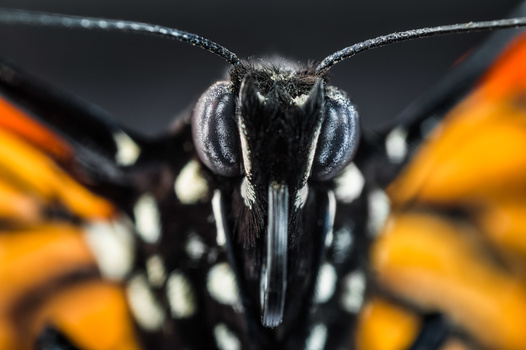 Extreme close-up of a black butterfly's head with large compound eyes and long proboscis, orange and white wing patterns visible.