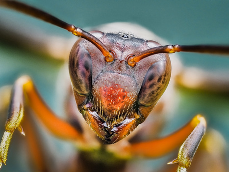 Extreme close-up of an ant's head showing large compound eyes and antennae against blurred foliage background.