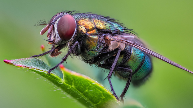 Iridescent fly perched on a green plant stem with vibrant purple, blue, and gold coloring on its body.