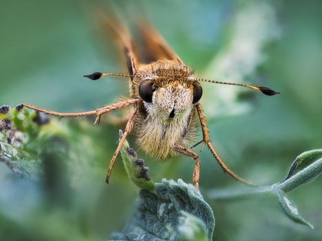 Bee perched on a fuzzy flower bud, facing the camera with compound eyes visible and antennae extended.