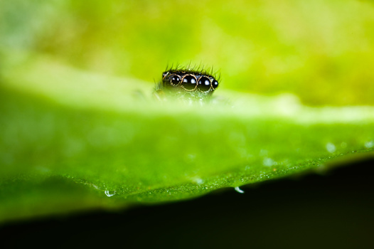 Jumping spider with prominent eye spots perched on a green leaf with water droplets.