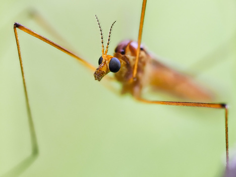Macro photograph of an insect with large compound eyes and long antennae perched on a green stem.