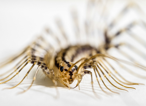 Macro photograph of a delicate arthropod specimen with segmented golden-brown body and translucent appendages against white background.