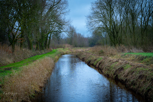 Straight canal lined with bare trees and grassy banks under blue sky.